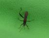 Camptopus lateralis